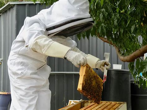 Your First Beehive Inspection - What To Do Busy Beekeeping