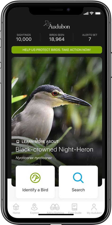 Your Guide to the Audubon Bird Guide App Bird guides Bird watching