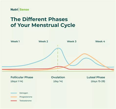 Your Menstrual Cycle and Blood Sugar Levels - Nutrisense Journal