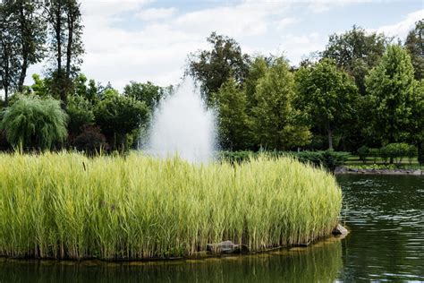 Your Pond Is Losing Water—Why, And How to Fix It - Living Water …