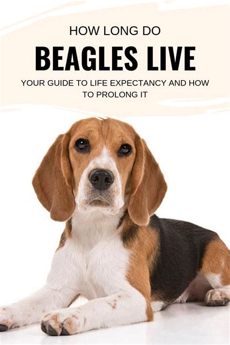 Your beagles life your complete guide to raising your pet from puppy to companion your pets life. - Tupperware stack cooker complete system guide.