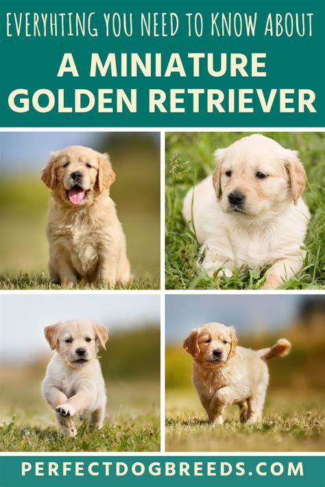 Your golden retrievers life your complete guide to raising your pet from puppy to companion. - Peugeot 207 service manual wiring diagram.