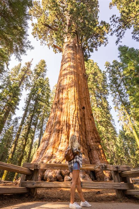 Your guide to sequoia kings canyon national park by michael oswald. - Johannes a lasco: bijdrage tot de hervormingsgeschiedenis van polen, van duitschland en van ....