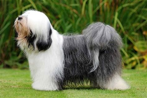 Your guide to the tibetan terrier. - Bluff your way in consultancy bluffers guides.