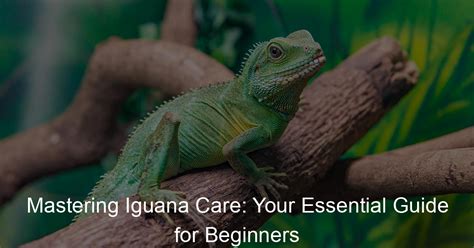 Your iguanas life your complete guide to caring for your pet at every stage of life your pets life. - Manuale di officina diesel jeep wrangler.