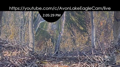 https://www.youtube.com/c/avonlakeeaglecam/live Avon Lake eagle cam in