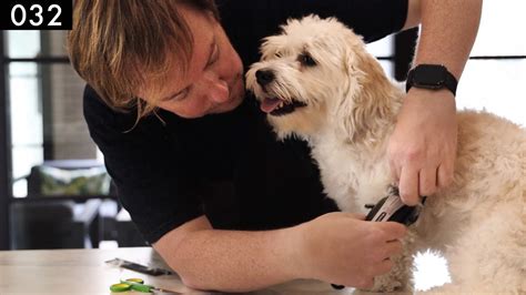 Youtube dog grooming. Things To Know About Youtube dog grooming. 