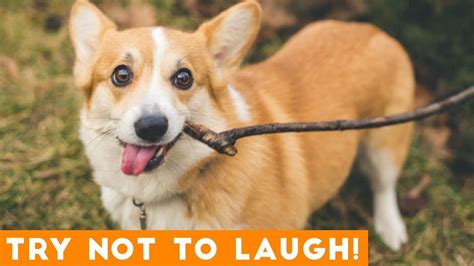 Can you hold your laugh while watching these clips? :) Mix of best and funniest animal & human fails. We bet you will lose this laugh challenge. Anyways, wh.... 