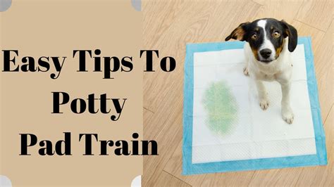 Youtube potty training puppy.  These three tried-and-true methods will help you h...