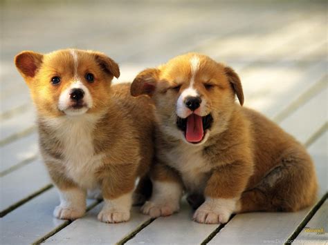 Youwall Cute Dogs