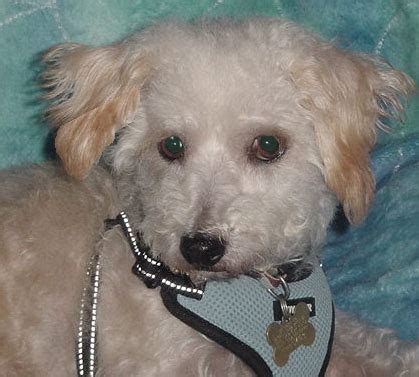 craigslist Pets in Redding, CA. see also. Need new home for maLtipoo!!!!! $0. Ragdoll kittens. $0. Red bluff Free tiger stripe kittens. $0. Shasta Lake ....