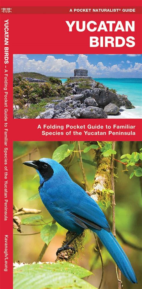 Read Online Yucatan Birds By James Kavanagh