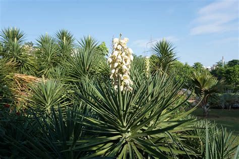 Yucca palm