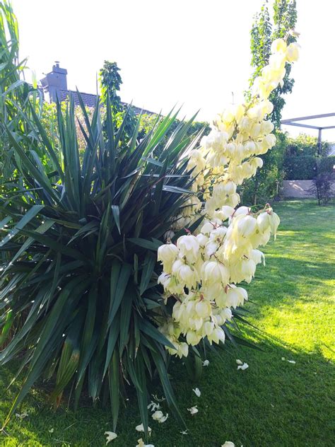 Yuccapalm utomhus sommar