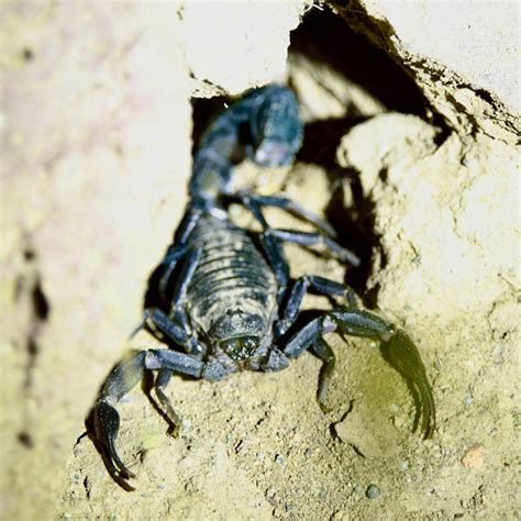 Yukariciyrikli Halı ve Koltuk Yıkama