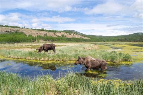 Yukon Wildlife Preserve - Tripadvisor