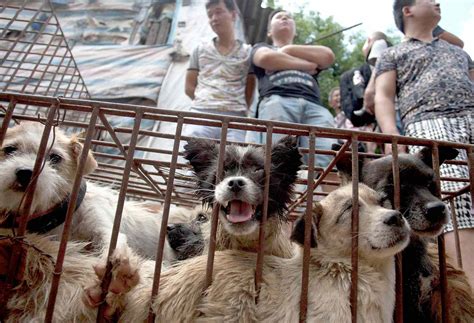 Yulin dog meat festival. Stop Yulin Dog Meat Festival, which happens every year on the summer solstice. It is a particularly gruesome display of the dog meat trade. [email protected] (84) 963.868.345; Home; ... At the Yulin festival in China this year, thousands of dogs and cats will be cruelly killed and used for food. 