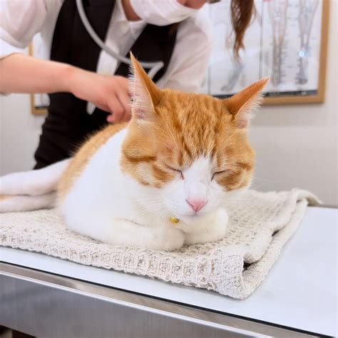 🍌 [HD] Yumekobaby Onlyfans Leaked