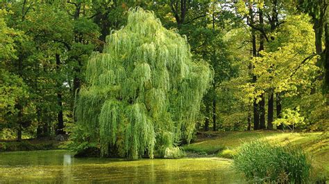 Yummymoon Onlyfans Leaked +18 🍆