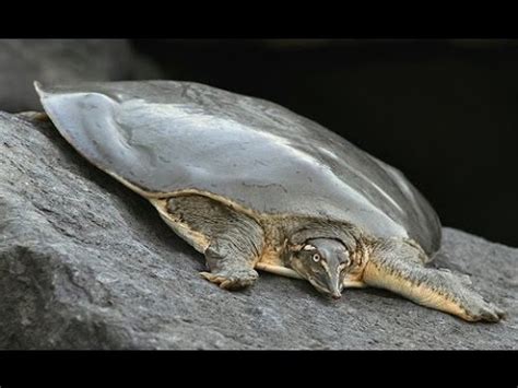 Yumuşak kabuklu kaplumbağa
