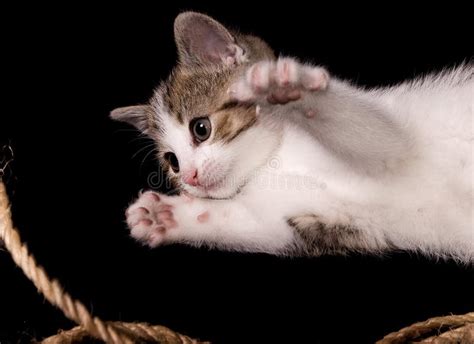 Yungkiitten Leaks +18 💦