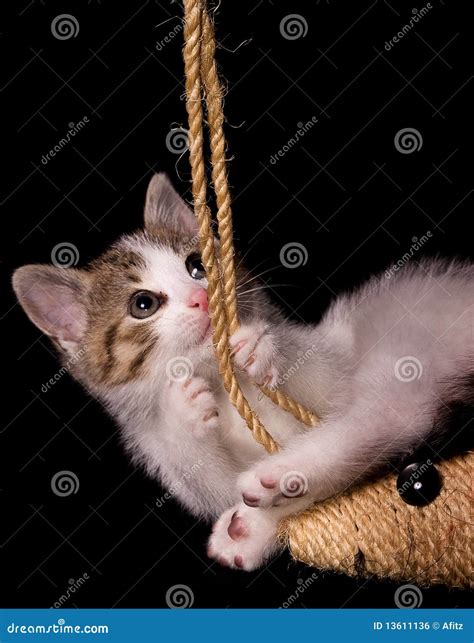 Yungkitten Onlyfans Leak (SEX) 250 Videos