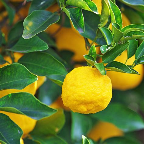 Yuzu tree. ... tree. Small, white, strongly-scented flowers in spring are followed by fruit with thick, bumpy, skin starting bright green ripening through yellow to orange ... 