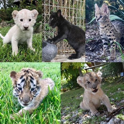 Z.w.f zoo. We are a team of professionals dedicated to promoting the conservation and propagation of rare and endangered species in captivity and sharing our knowledge with others. To … 