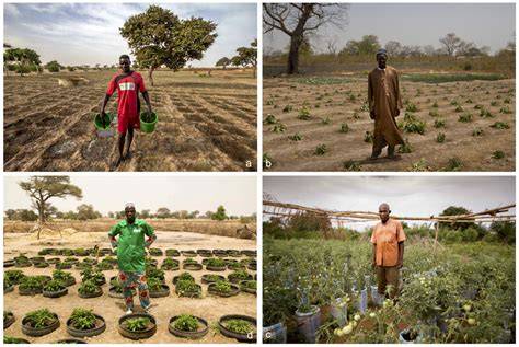 Zaï planting pits | FAO - raincitystudios.com