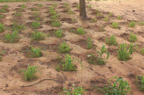 Zaï Planting Pits - Video - raincitystudios.com