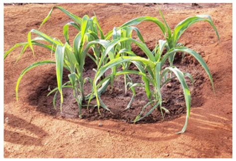Zaï planting pits - raincitystudios.com