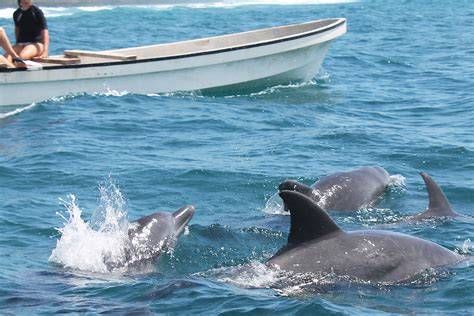 Zanzibar. Wild dolphins. This is VE’s Marine Conservation project ... - raincitystudios.com