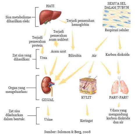 Zat sisa metabolisme - Wikipedia bahasa Indonesia, ensiklopedia bebas - raincitystudios.com