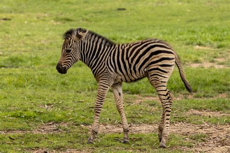 Zebra - Wikipedia bahasa Indonesia, ensiklopedia bebas - muktibox.com