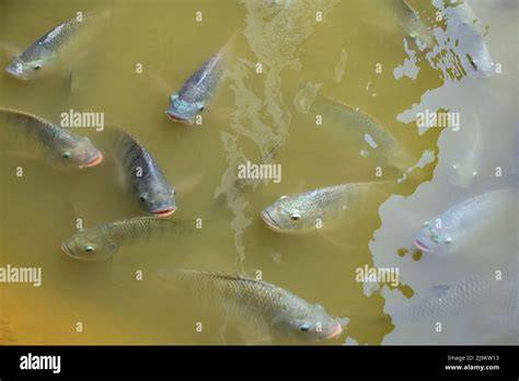 Zebra Tilapia Fish Swimming Freshwater Pond Stock ... - Shutterstock - raincitystudios.com