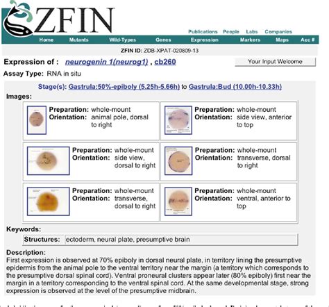 ZFIN Gene: arsia - Zebrafish Information Network