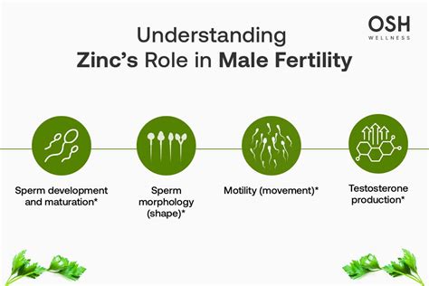 Zinc is an Essential Element for Male Fertility: A … - balustradellc