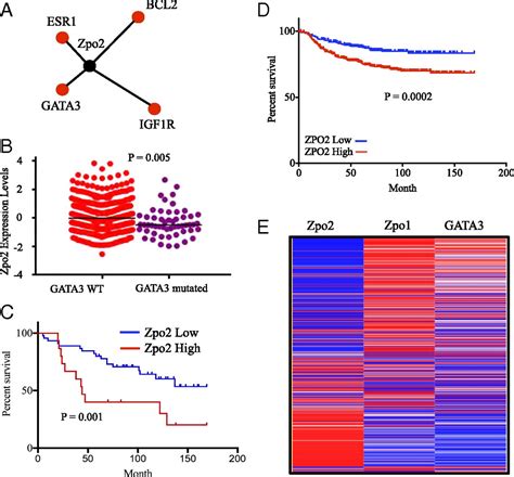 ZNF503 combined with GATA3 is a prognostic factor in triple …