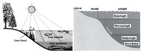 Zona abisal pada ekosistem air laut dihuni oleh or... - Roboguru - muktibox.com