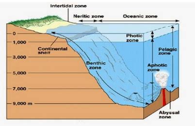 Zona afotik - Wikipedia bahasa Indonesia, ensiklopedia bebas - muktibox.com