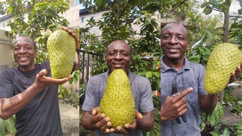 Zone 9 Atemoya & Tropical Fruit Growers | While I was grafting new ... - raincitystudios.com