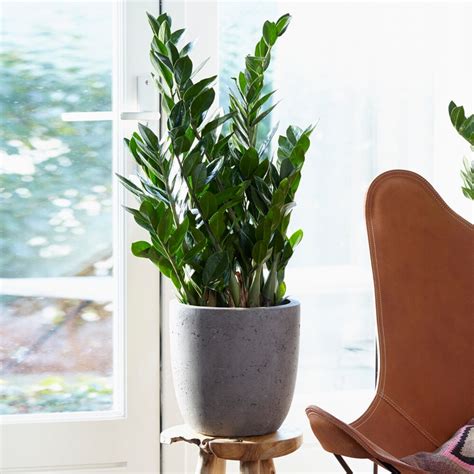 ZZ Plant Houseplants - Zamioculcas zamiifolia