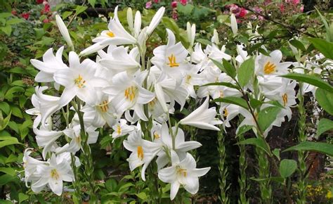 Zambak Halı ve Koltuk Yıkama