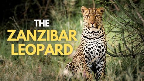 Zanzibar leopard. Things To Know About Zanzibar leopard. 