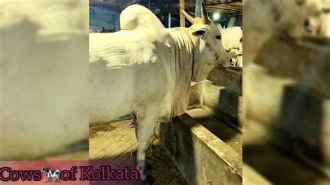 Zayancow Leaked [SEX VIDEO] 116 Photos