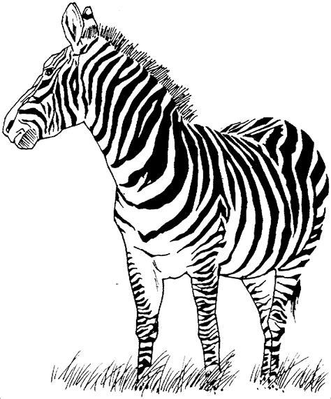 Zebra Coloring Pages ColoringBay