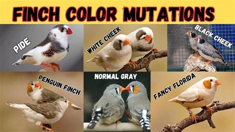 Zebra Finch Color Mutations - YouTube