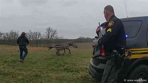 Zebra attacks Ohio man before killed by a deputy