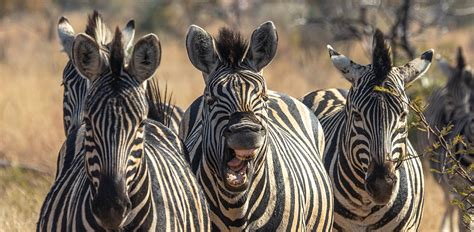 Zebra bite force.  While the exact bite force is not widely documented...