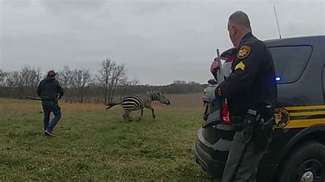 Zebra bites Ohio man's arm before deputy puts animal down